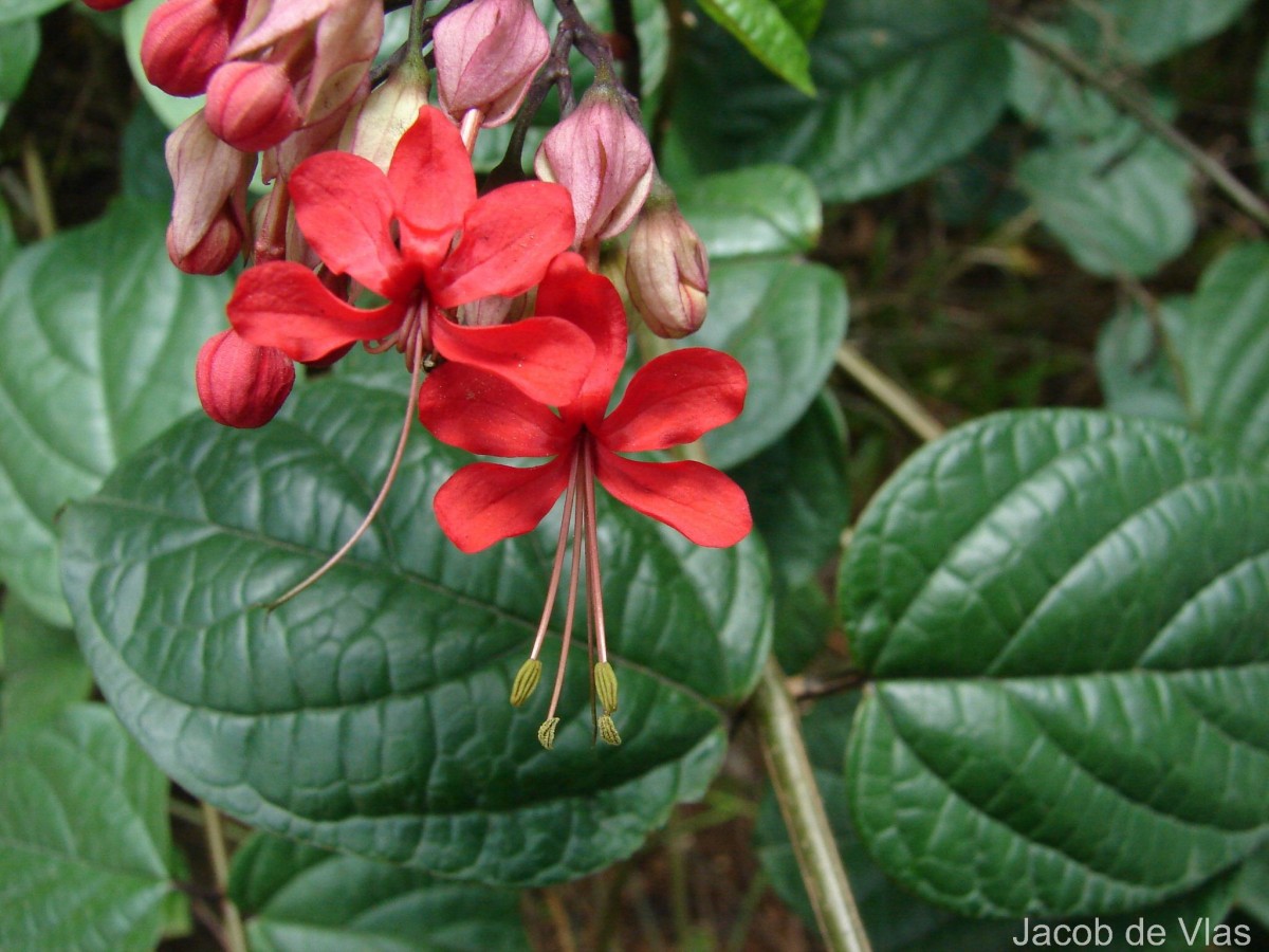 Clerodendrum × speciosum W.Bull